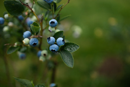 Blueberries ripen in summer garden, Vaccinium angustifolium organic blueberry produce. Northern blueberry or sweet hurts (Vaccinium boreale) cultivated at bio farmの写真素材