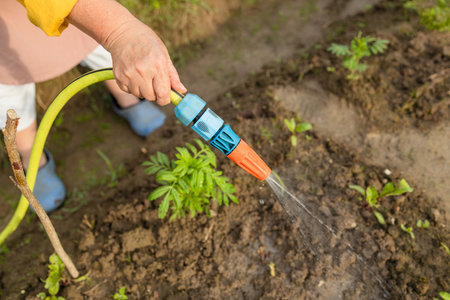 Senior woman watering fresh plants growing at home vegetable garden. Gardener taking care of plants at the backyard of her house. Concept of sustainability and growing organic. High quality photoの写真素材