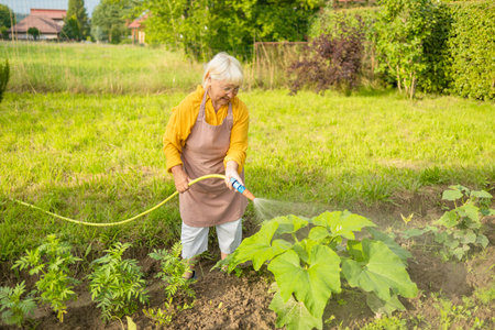 Senior woman watering fresh plants growing at home vegetable garden. Gardener taking care of plants at the backyard of her house. Concept of sustainability and growing organic. High quality photoの写真素材