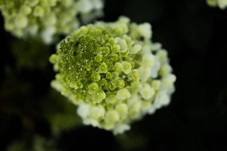 closeup hydrangea. Beautiful natural background with delicate white hydrangea flowers in landscape...