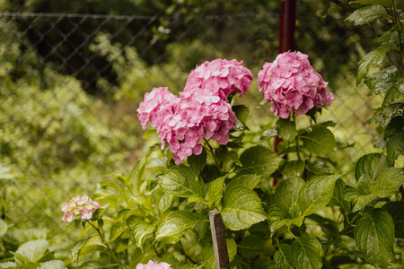 Pink hydrangea, close-up. Flowering bush. Huge hydrangea in the front garden. Flowering purple and...