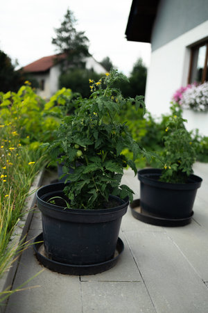 Pollination of tomatoes in a greenhouse. Bumblebee pollinates tomato flowers close-up. Pollination of tomatoes with bumblebees. Blooming tomatoes in the greenhouse. High qualityの写真素材