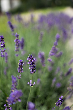 Gardens with the flourishing lavender. Bees pollinate lavender flowers.の写真素材