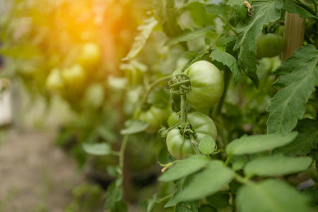 ripe red plum tomatoes in green foliage on bush. Growing of vegetables in greenhouse. High quality photoの写真素材