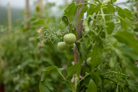 ripe red plum tomatoes in green foliage on bush. Growing of vegetables in greenhouse. High quality photoの写真素材