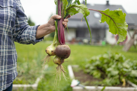 Women holding delicious fresh vegetables, harvesting onions and beetroots in the backyard garden. Selective focus. Farmer holds a braid of ripe onion.の写真素材