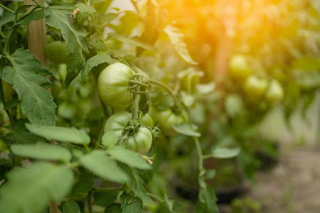 Closeup of cluster of ripe red plum tomatoes in green foliage on bush. Growing of vegetables in greenhouse. High quality FullHD footage. High qualityの写真素材