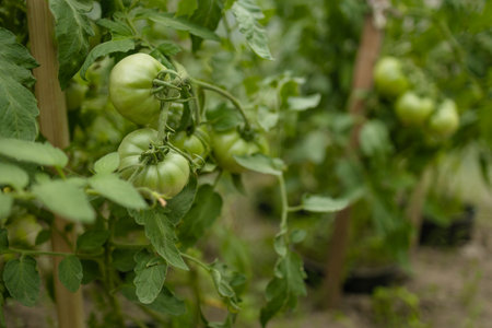 Closeup of cluster of ripe red plum tomatoes in green foliage on bush. Growing of vegetables in greenhouse. High quality FullHD footage. High qualityの写真素材