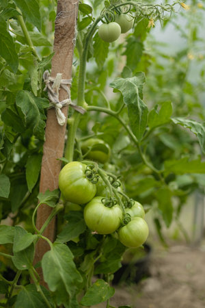 Closeup of cluster of ripe red plum tomatoes in green foliage on bush. Growing of vegetables in greenhouse. High quality FullHD footage. High qualityの写真素材