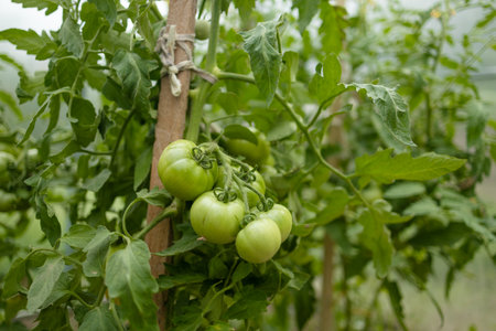 Closeup of cluster of ripe red plum tomatoes in green foliage on bush. Growing of vegetables in greenhouse. High quality FullHD footage. High qualityの写真素材
