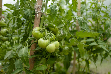 Closeup of cluster of ripe red plum tomatoes in green foliage on bush. Growing of vegetables in greenhouse. High quality FullHD footage. High qualityの写真素材