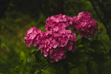 Pink hydrangea, close-up. Flowering bush. Huge hydrangea in the front garden. Flowering purple and pink hydrangea. High quality photoの写真素材