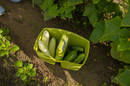 Plastic box with ripe cucumbers in greenhouse. Harvest time. High quality photoの写真素材