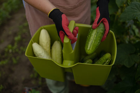 Happy woman farm worker gathering crop of organic cucumbers in garden farm. Harvest cucumbers in a basket.の写真素材