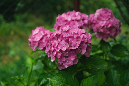Pink hydrangea, close-up. Flowering bush. Huge hydrangea in the front garden. Flowering purple and pink hydrangea. High quality photoの写真素材