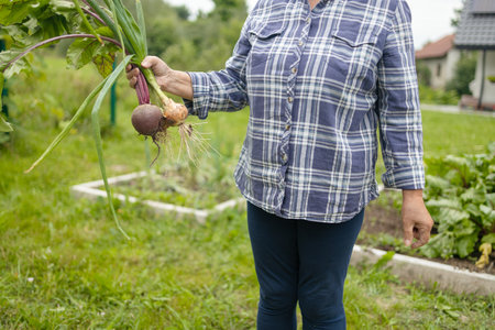 Women holding delicious fresh vegetables, harvesting onions and beetroots in the backyard garden. Selective focus. Farmer holds a braid of ripe onion.の写真素材