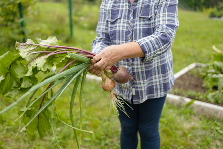 Women holding delicious fresh vegetables, harvesting onions and beetroots in the backyard garden. Selective focus. Farmer holds a braid of ripe onion.の写真素材