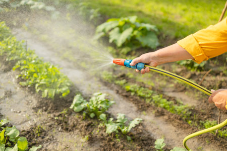 Senior woman watering fresh plants growing at home vegetable garden. Gardener taking care of plants at the backyard of her house. Concept of sustainability and growing organic. High quality photoの写真素材