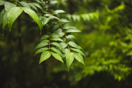 Plants or trees with green leaves growing on the ground and green nature backdrop blurred with the concept of reforestation and forest restoration with natural cycle. High quality photoの写真素材