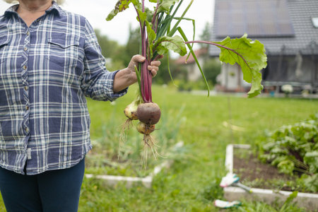 Women holding delicious fresh vegetables, harvesting onions and beetroots in the backyard garden. Selective focus. Farmer holds a braid of ripe onion.の写真素材