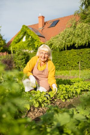 Positive senior woman is working in the garden with garden tools. A smiling elderly woman gardener is caring for f plants in a mixed border. Hobby in retirement. High quality photoの写真素材