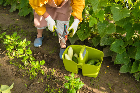 50s 60s woman, farmer, worker holding in hands homegrown harvest of fresh orange cucumber. Private garden, orchard, natural economy, hobby and leisure concept. High quality photoの写真素材
