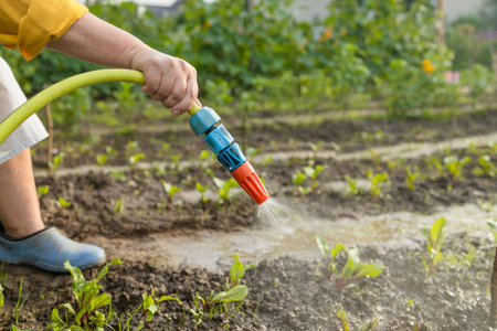 Senior woman watering fresh plants growing at home vegetable garden. Gardener taking care of plants at the backyard of her house. Concept of sustainability and growing organic. High quality photoの写真素材