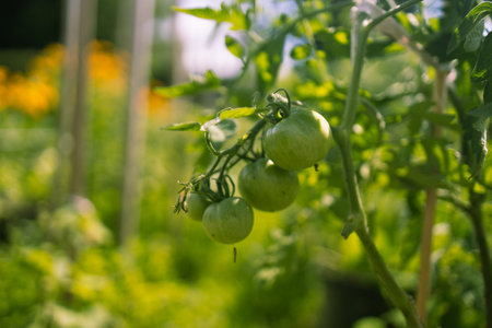 Beds with bushes of green tomatoes in the open ground tied to a wooden peg. Greenhouse with tomato bushes. Green seedlings. Agriculture and horticulture. High qualityの写真素材