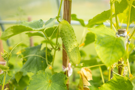 Young green cucumbers vegetables hanging on lianas of cucumber plants in green houseの写真素材