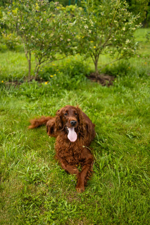Tired unhappy brown Irish Setter dog lies on the grass in a summer park.の写真素材