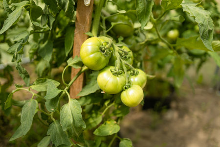 Beds with bushes of green tomatoes in the open ground tied to a wooden peg. Greenhouse with tomato bushes. Agriculture and horticulture.の写真素材