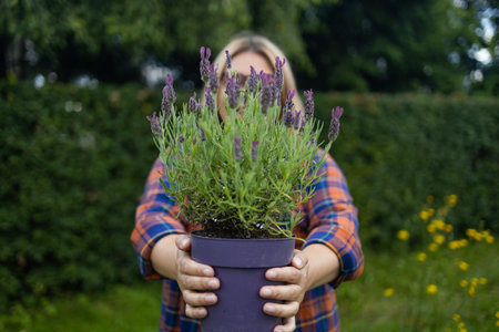 Happy woman farmer holding plastic box with fresh lavender flower herbs on countryside field. High quality photoの写真素材