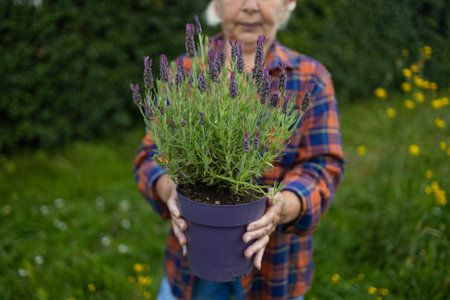 Happy woman farmer holding plastic box with fresh lavender flower herbs on countryside field. High quality photoの写真素材
