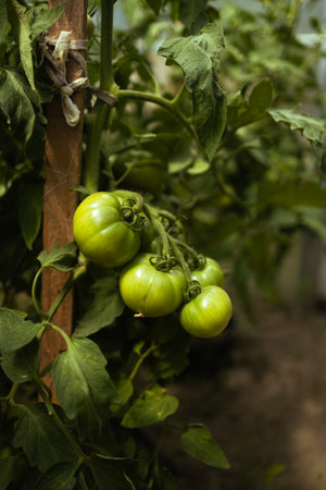 Beds with bushes of green tomatoes in the open ground tied to a wooden peg. Greenhouse with tomato bushes. Agriculture and horticulture.の写真素材