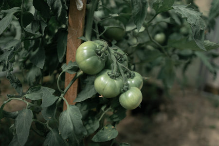 Beds with bushes of green tomatoes in the open ground tied to a wooden peg. Greenhouse with tomato bushes. Green seedlings. Agriculture and horticulture. High qualityの写真素材