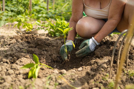 Gardener hands in gloves planting bush of pepper in field on green grass background.の写真素材