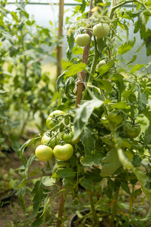 Beds with bushes of green tomatoes in the open ground tied to a wooden peg. Greenhouse with tomato bushes. Green seedlings. Agriculture and horticulture. High qualityの写真素材