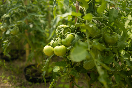 Beds with bushes of green tomatoes in the open ground tied to a wooden peg. Greenhouse with tomato bushes. Green seedlings. Agriculture and horticulture. High qualityの写真素材