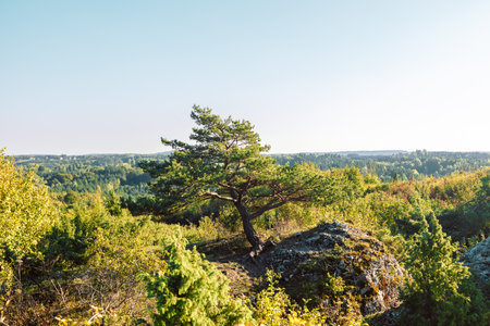 One tree on slope hill mountain and beautiful sunrise with tree alone and sun sky yellow blue background . High quality photoの写真素材