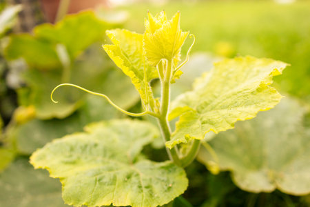 Green leaves of planted cucumbers in greenhouse. High quality photoの写真素材