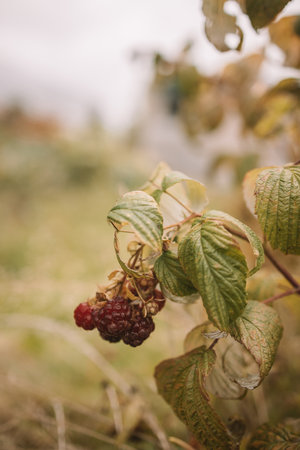 Red raspberries in sunny garden, close up. branch of ripe raspberries in plantation. Red sweet berries growing on raspberry bush in fruit garden. High quality photoの写真素材