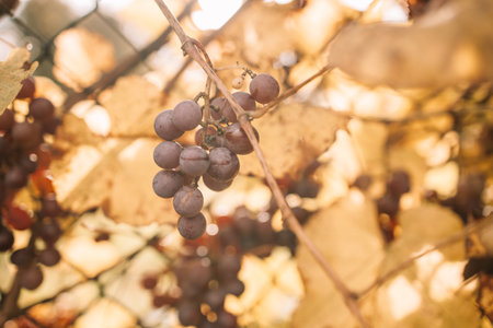 A close-up of ripe red and purple grapes hanging from a vine in the warm sunlight. High quality photoの写真素材