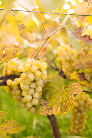 Harvesting white grape in the vineyard by sunny weather. High quality photoの写真素材