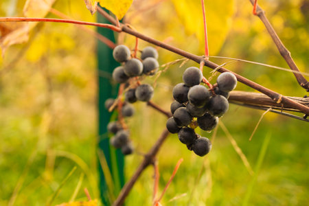 Vineyards in autumn harvest. Ripe grapes in fall. High quality photoの写真素材
