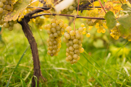 Harvesting white grape in the vineyard by sunny weather. High quality photoの写真素材