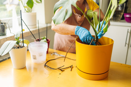 Woman taking care of home plant monstera deliciosa. Woman changing pot. Indoor plants. Home plants caring. Gardening for indoor plants. Home gardening and planting concept. Home hobies. High quality photoの写真素材