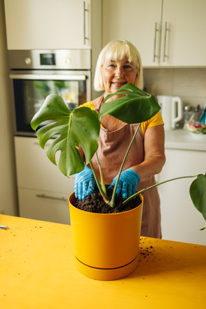 Caucasian senior 60s woman in apron working in home garden and caring about indoor monstera plant.の写真素材