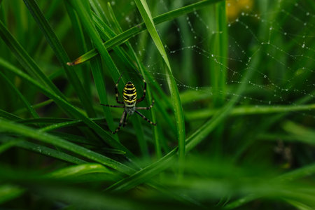 A big wasp spider (Argiope bruennichi) sitting in web, sunny day in summer (Vienna, Austria). High quality photoの写真素材