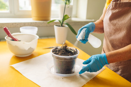 Caucasian woman takes care of orchid plant by spraying them with water. Florist works and sprays aquatic plants. Spraying house plants, caring for indoors seedlings. Parsley cultivation, home herb, edible plants used for food. High quality photoの写真素材