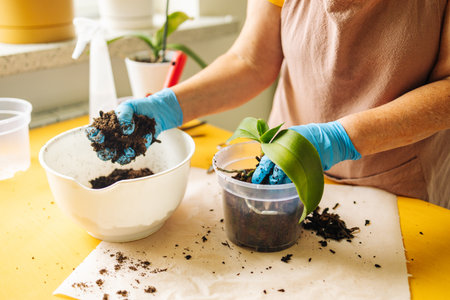Woman farmer preparing to replant orchid plants by use a shovel to scoop the soil into the pot. Indoor gardening hobbies and jobs indoor plants at home.の写真素材
